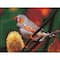 Diamond Dotz® Intermediate Gouldian Finch Diamond Painting Kit